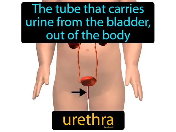 the tube that carries urine from the bladder, out of the body