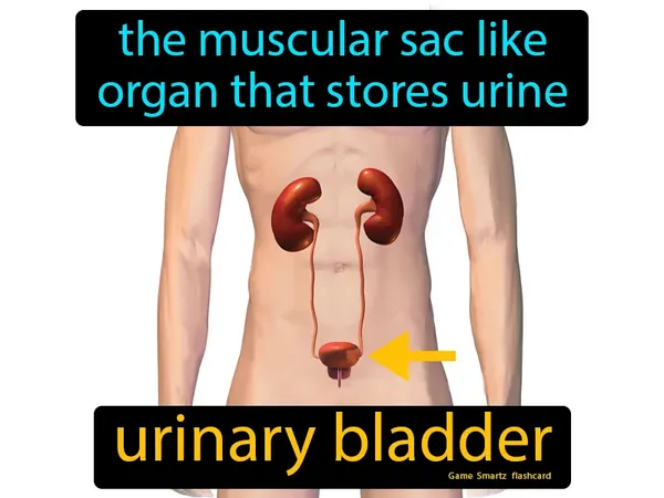 the muscular sac like organ that stores urine