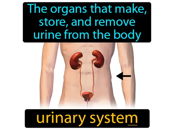the organs that make, store, and remove urine from the body