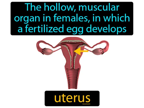 the hollow muscular organ in females, in which a fertilized egg develops