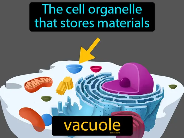 the cell organelle that stores materials