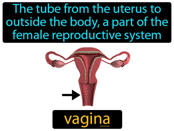 the tube from the uterus to outside the body, it is part of the female reproductive system