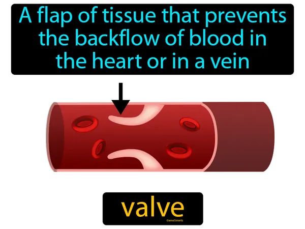 a flap of tissue that prevents the backflow of blood in the heart or in a vein