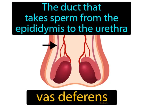 the duct that takes sperm from the epididymis to the urethra