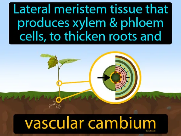 lateral meristem tissue that produces xylem and phloem cells, used to thicken roots and stems