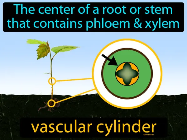 the center of a root or stem that contains the phloem and xylem
