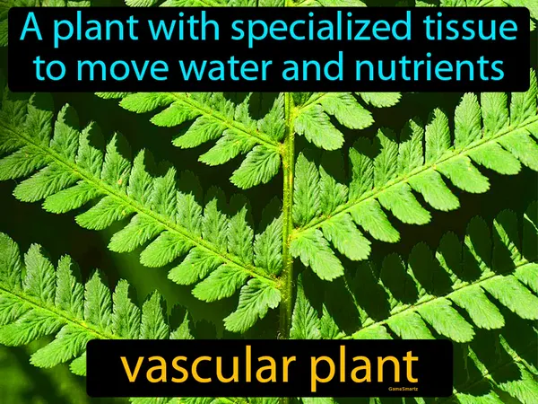 a plant with specialized tissue to move water and nutrients