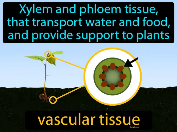 xylem and phloem tissue that transport water and food, and provide support to plants