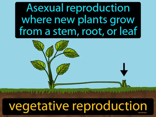 asexual reproduction where new plants grow from a stem, root, or leaf