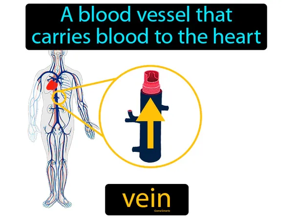 a blood vessel that carries blood to the heart
