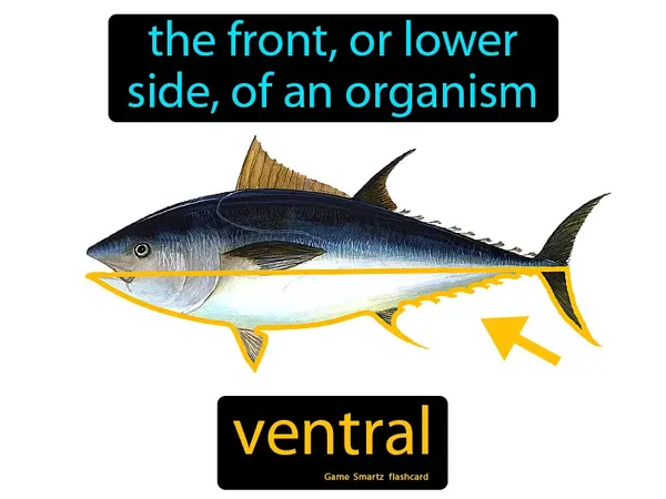 The front, or lower side, of an organism