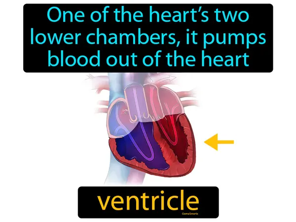 one of the heart’s two lower chambers, it pumps blood out of the heart