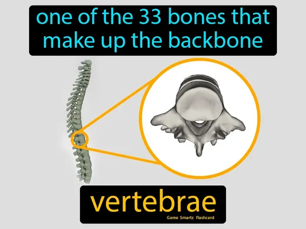one of the 33 bones that make up the backbone