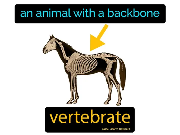 an animal with a backbone