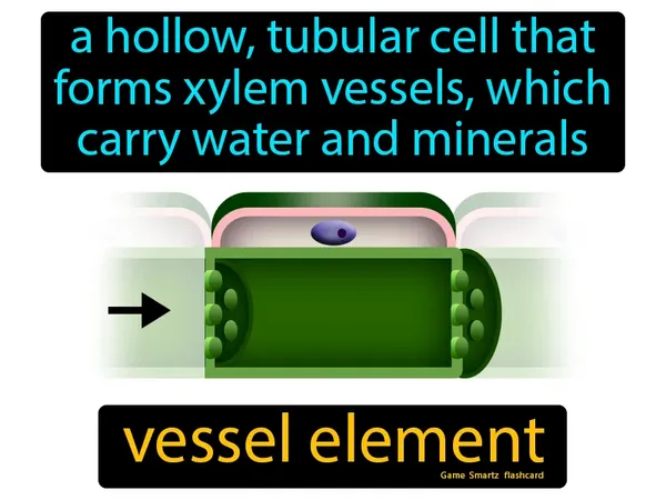 a hollow, tubular cell that forms xylem vessels, which carry water and minerals
