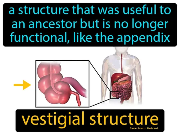 a structure that was useful to an ancestor but is no longer functional, like the appendix