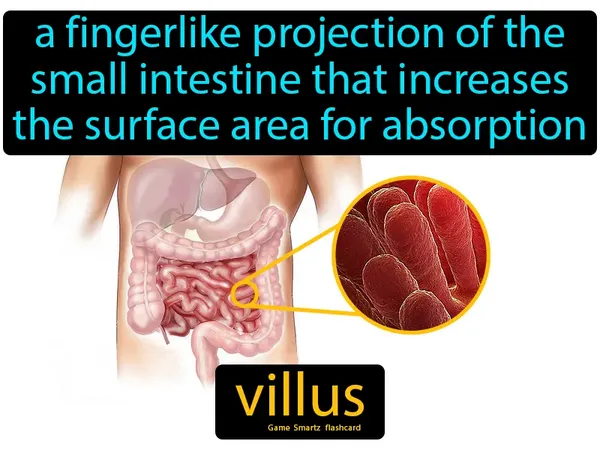 a fingerlike projection of the small intestine that increases the surface area for absorption