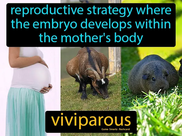 reproductive strategy where the embryo develops within the mother's body