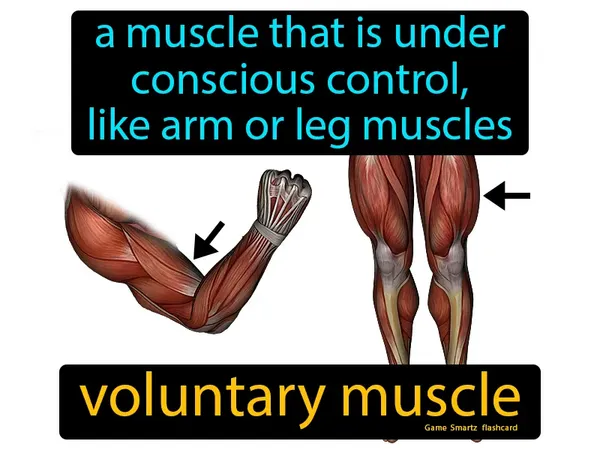 a muscle that is under conscious control, like the arm or leg muscles
