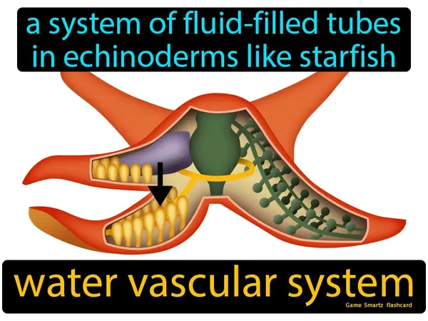 a system of fluid-filled tubes in echinoderms like starfish
