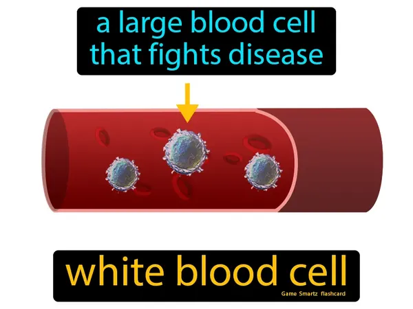 a large blood cell that fights disease