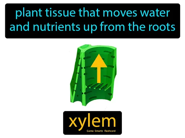 plant tissue that moves water and nutrients up from the roots