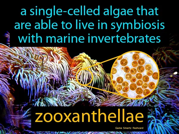 A single-celled algae that are able to live in symbiosis with marine invertebrates