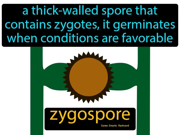 a thick-walled spore that contains zygotes, it germinates when conditions are favorable