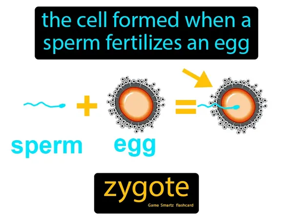 the cell formed when a sperm fertilizes an egg