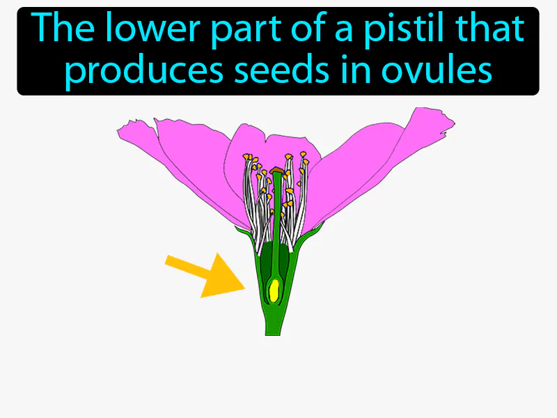 Ovary Flower - Easy to Understand Definition Ovary Flower - Easy to Understand Definition