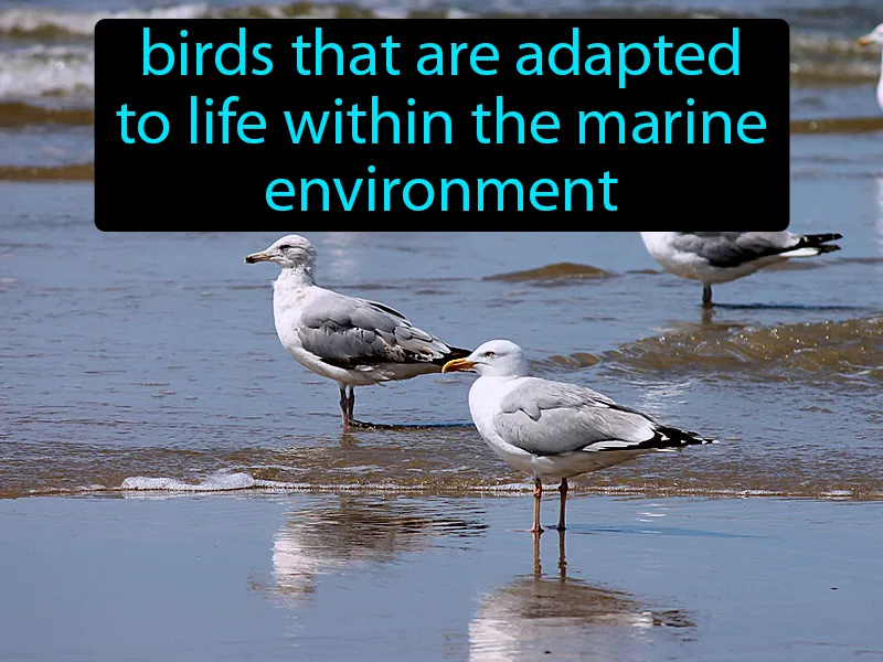 Seabirds Definition - Easy to Understand Seabirds Definition - Easy to Understand