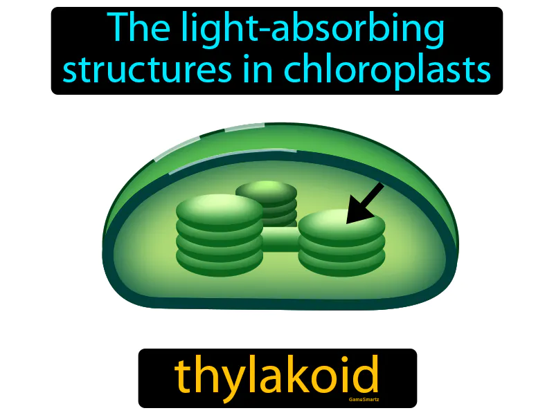 the light-absorbing structures in chloroplasts