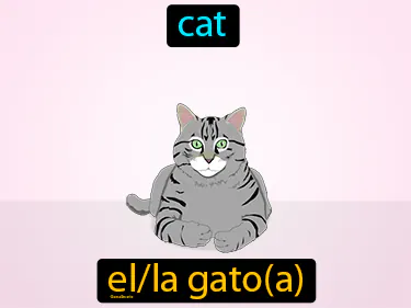 cat