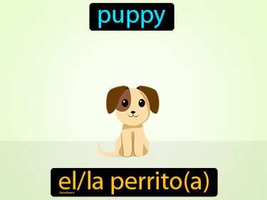puppy