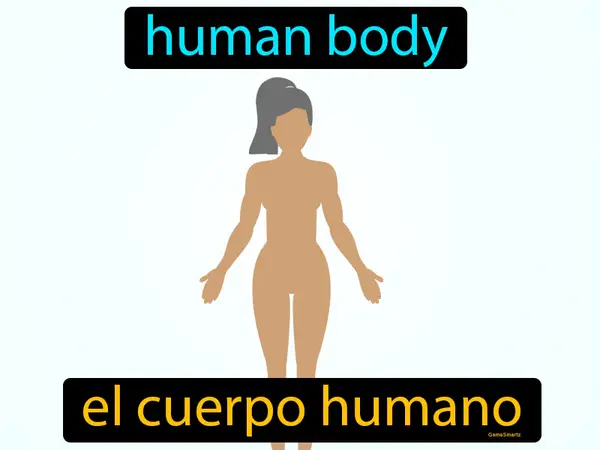 human body