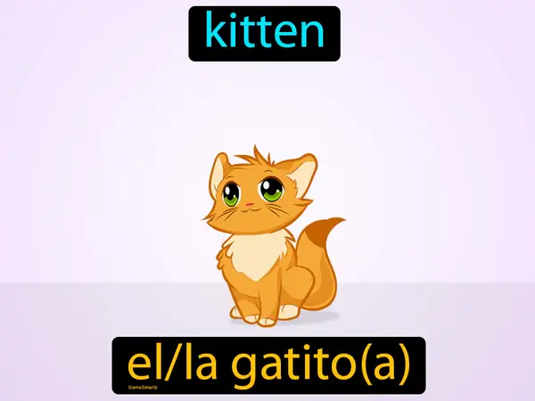 kitten
